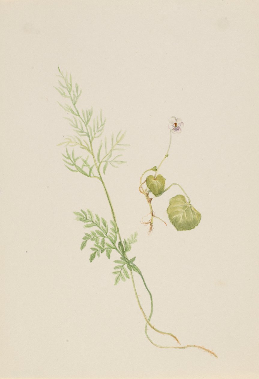 Viola palustris da Mary Vaux Walcott