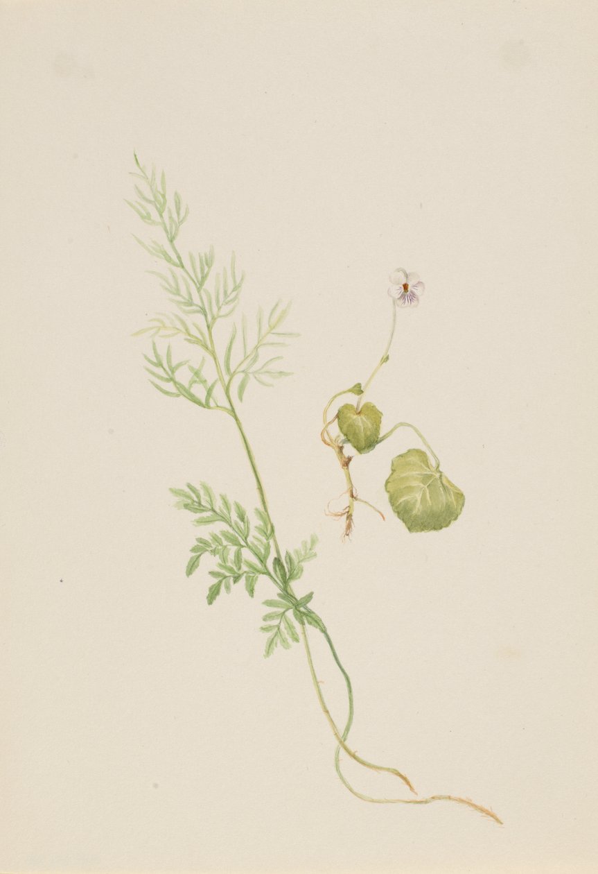 Viola palustris da Mary Vaux Walcott