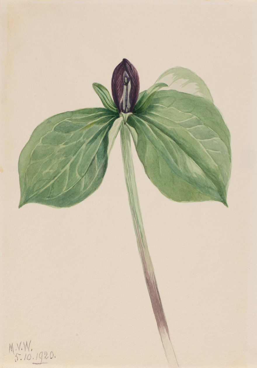 Trillium sessile, 1920 da Mary Vaux Walcott