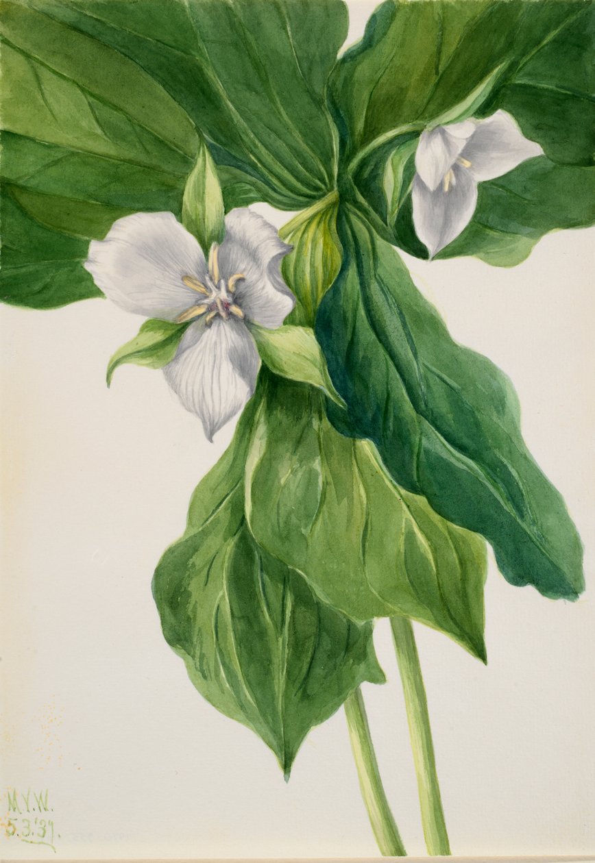 Wake-Robin Trillium simile da Mary Vaux Walcott