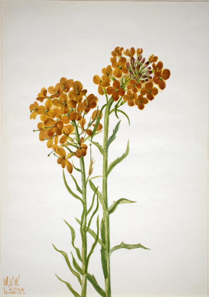 Erysimum wheeleri da Mary Vaux Walcott
