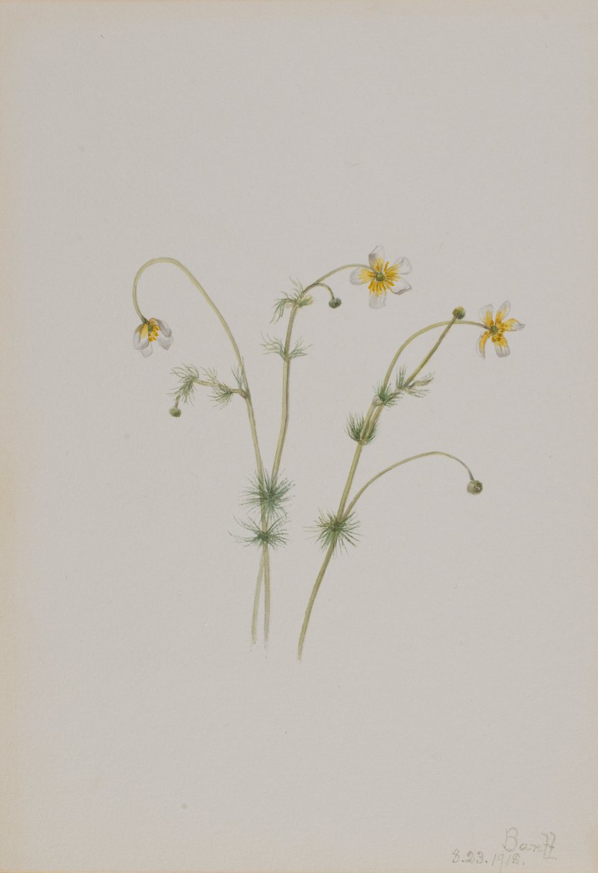 Piedi di porco (Batrachium trichophyllum) da Mary Vaux Walcott
