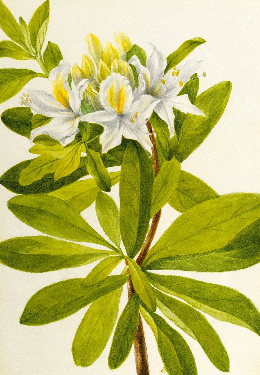 Azalea occidentale (Rhododendron occidentale) da Mary Vaux Walcott