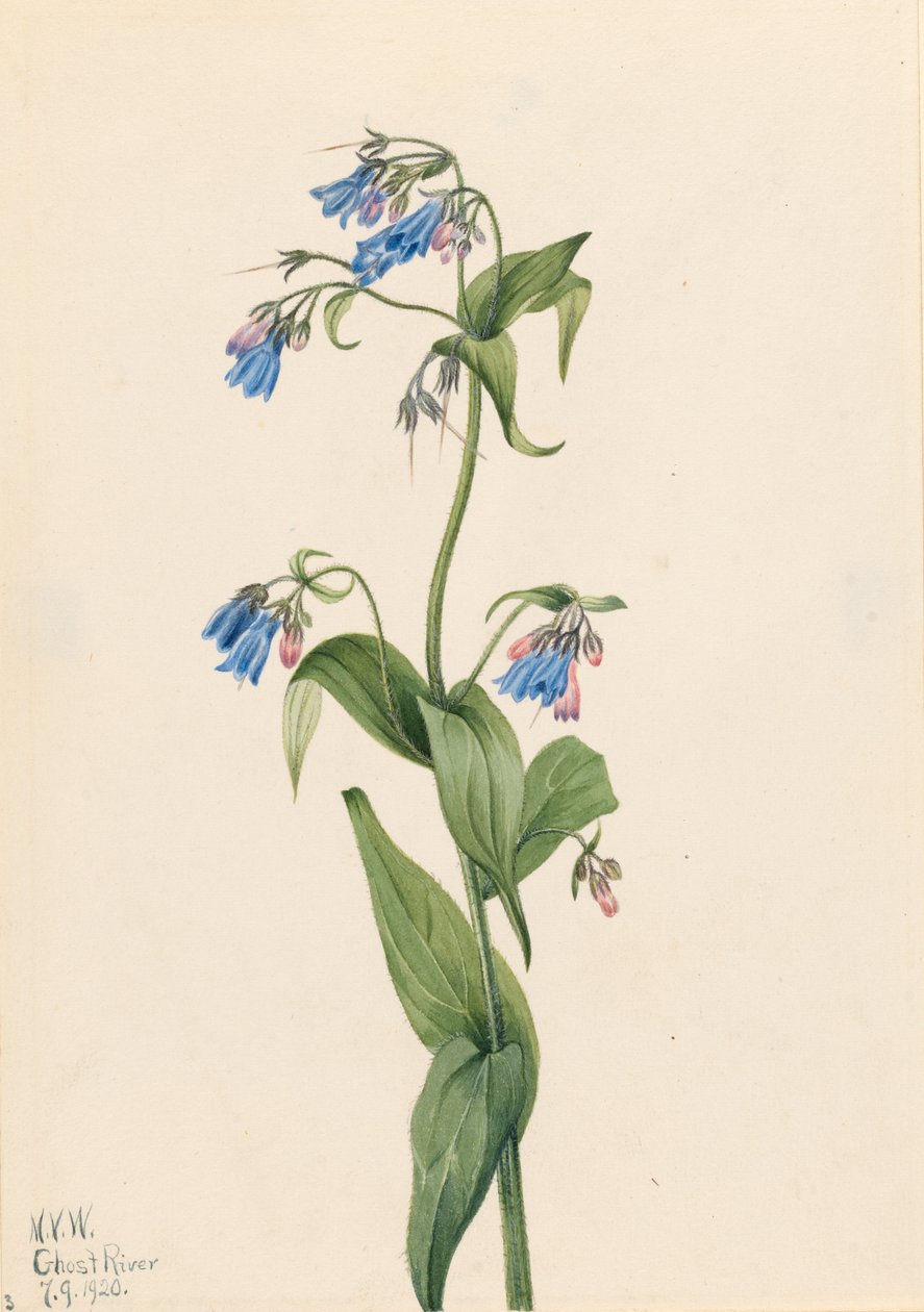 Campanule occidentali (Mertensia paniculata) da Mary Vaux Walcott