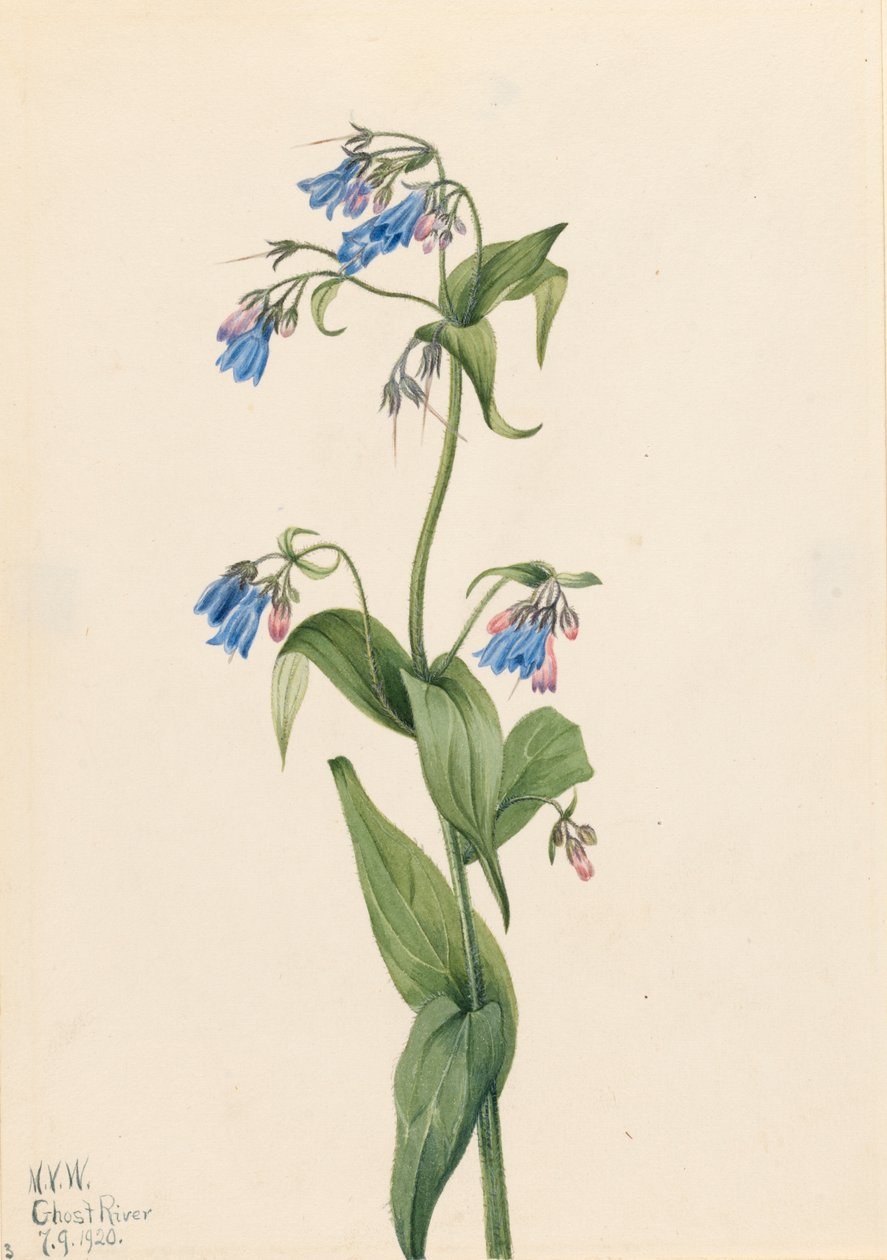 Campanule occidentali Mertensia paniculata da Mary Vaux Walcott