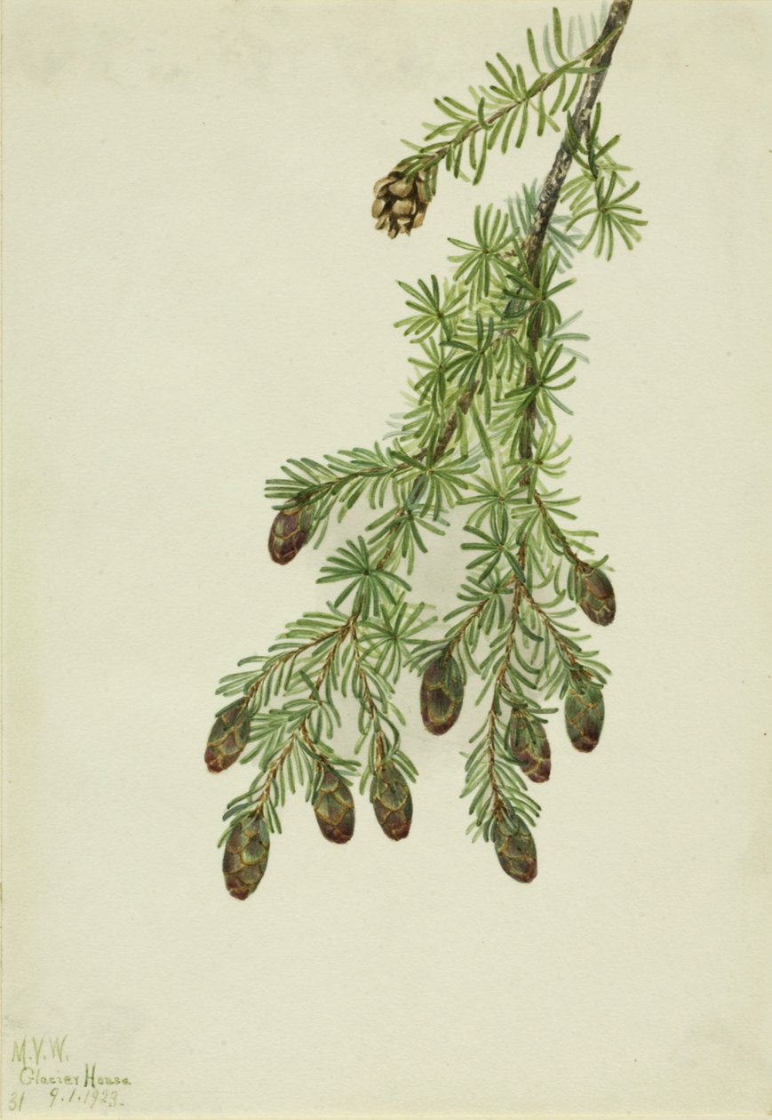 Tsuga occidentale da Mary Vaux Walcott