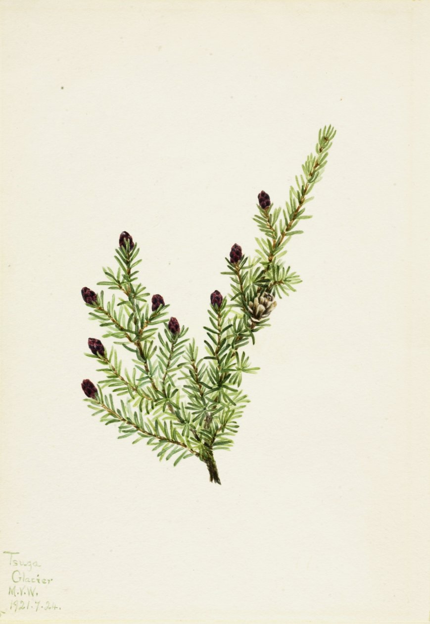 Tsuga occidentale Tsuga heterophylla, 1924 da Mary Vaux Walcott