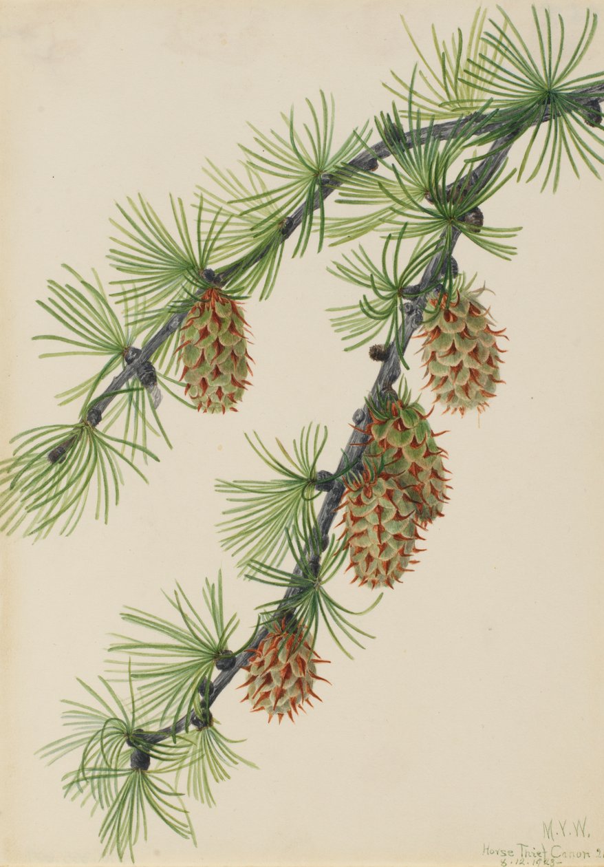 Larice occidentale Larix occidentalis da Mary Vaux Walcott
