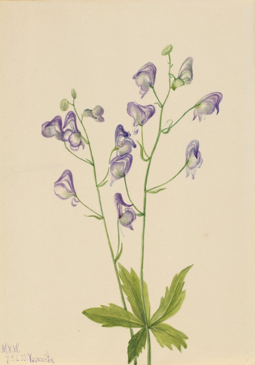 Monachella occidentale (Aconitum columbianum) da Mary Vaux Walcott