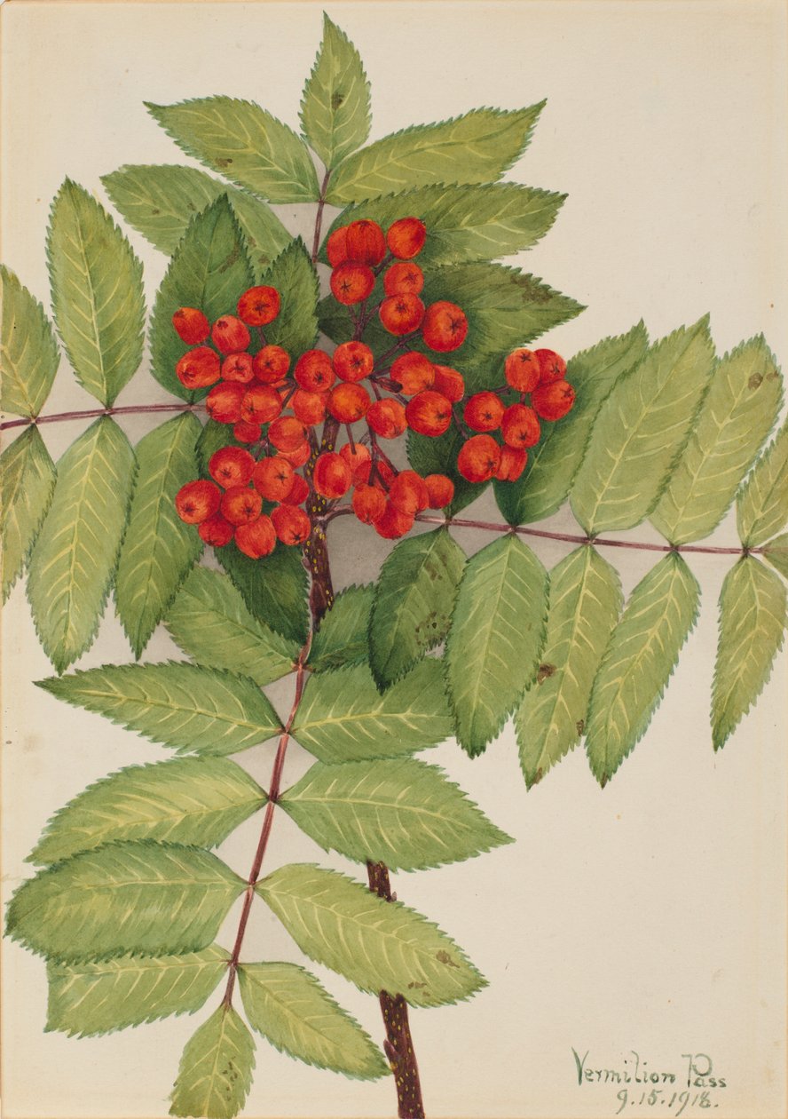 Frassino montano occidentale (Sorbus sambucifolia) da Mary Vaux Walcott