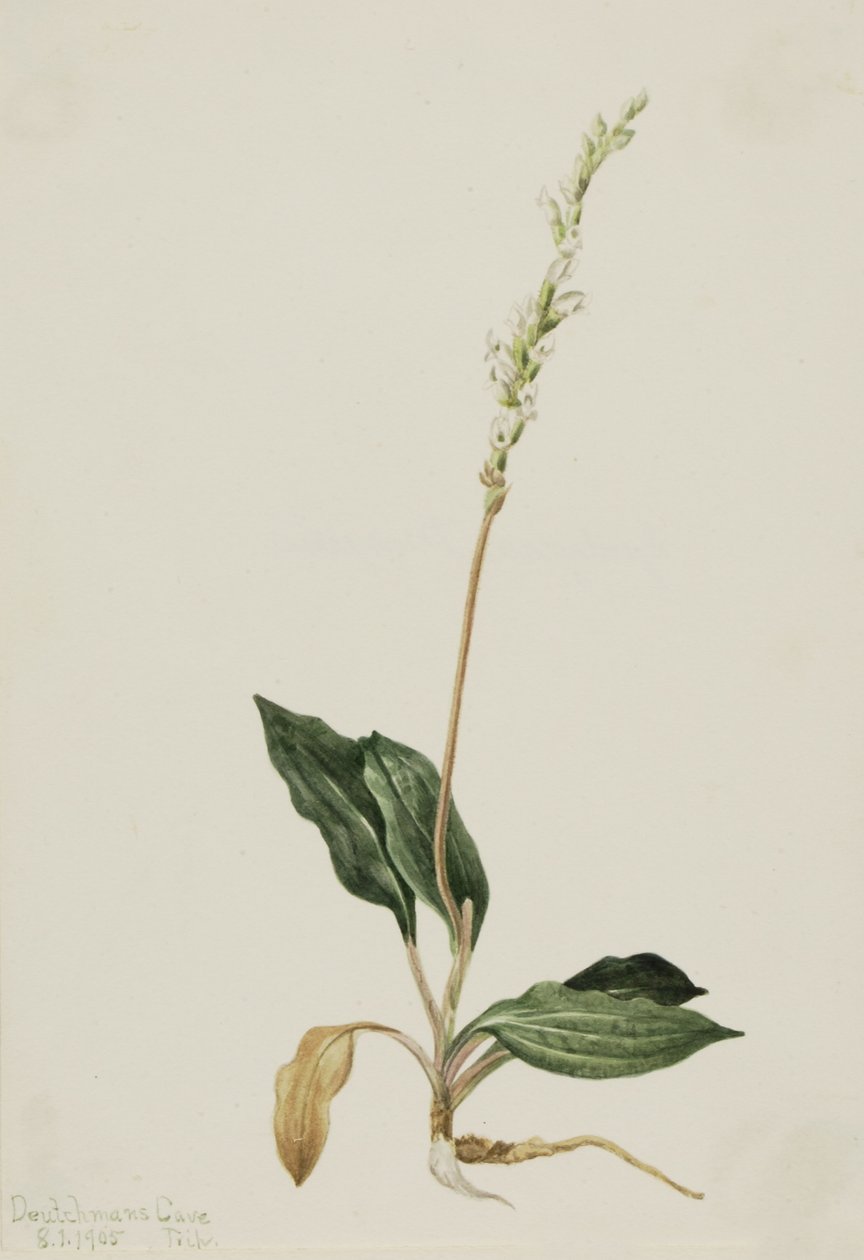 Piantaggine a sonagli occidentale (Peranium decipiens) da Mary Vaux Walcott