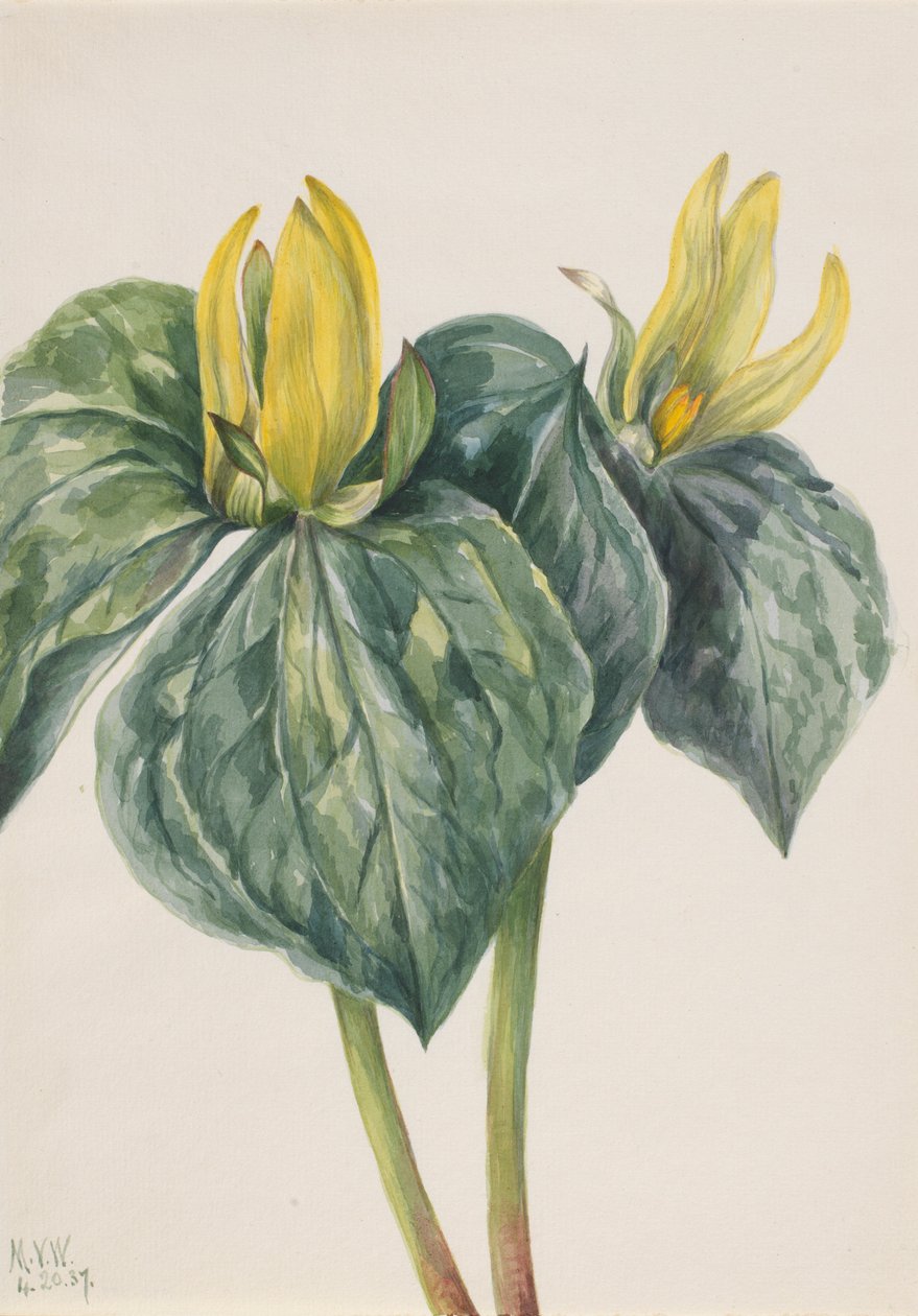 Fiore di Whippoorwill (Trillium hugeri) da Mary Vaux Walcott