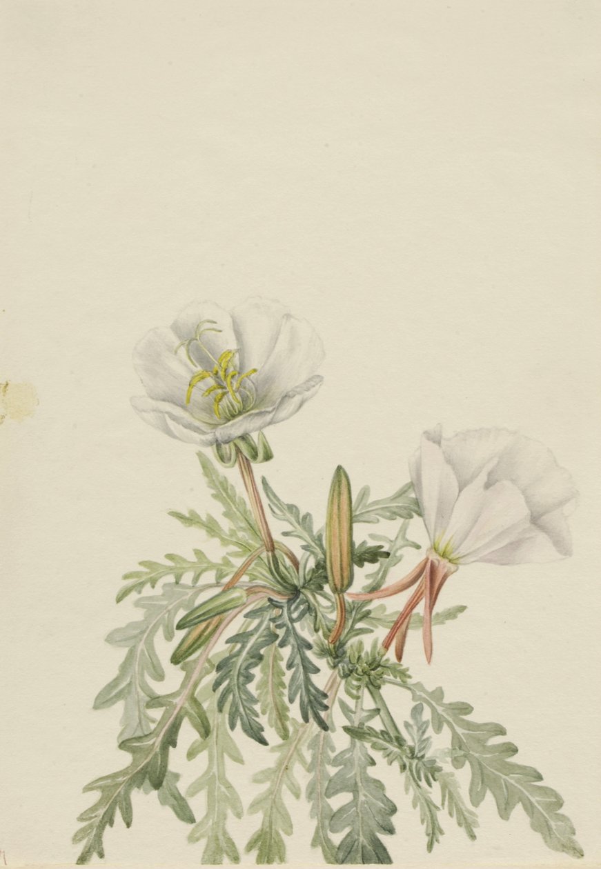 White Dawnrose Pachyloplus marginatus, n.d. da Mary Vaux Walcott