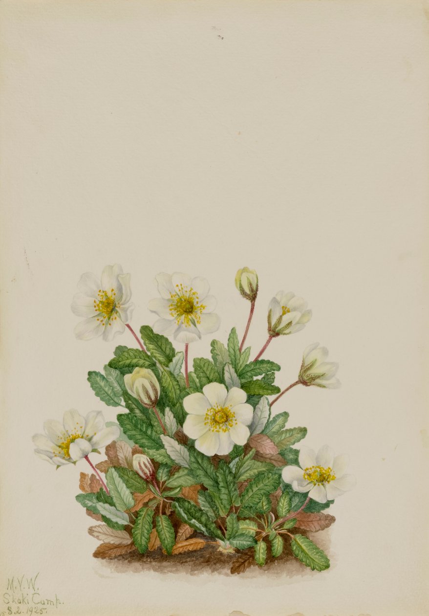 Driade bianca Dryas octopetala (1925) da Mary Vaux Walcott