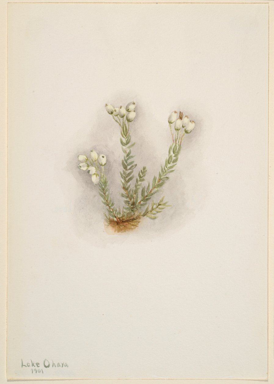 Erica bianca (Phyllodoce grandiflora) da Mary Vaux Walcott
