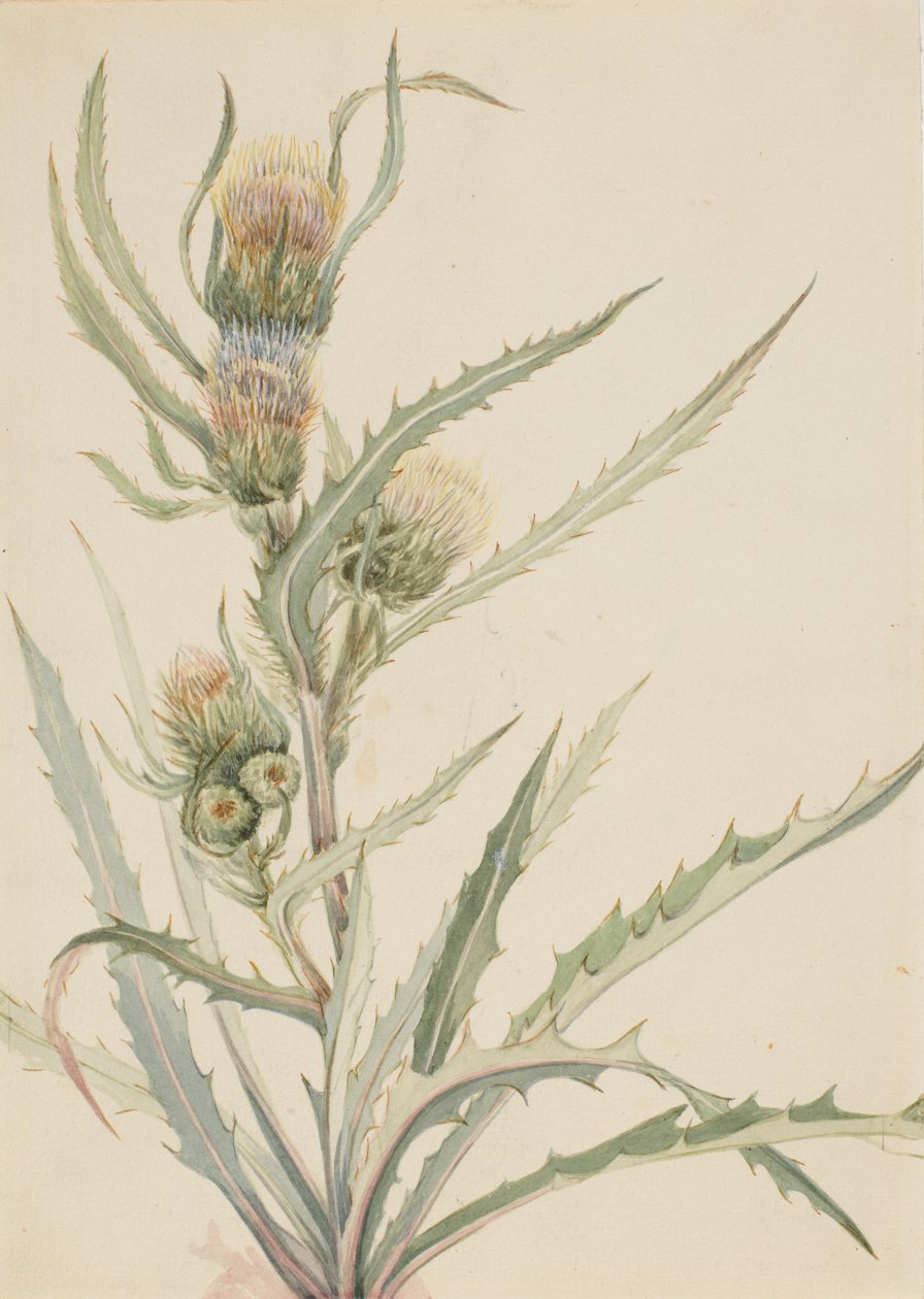 Cardo bianco (Cirsium hookeranum) da Mary Vaux Walcott