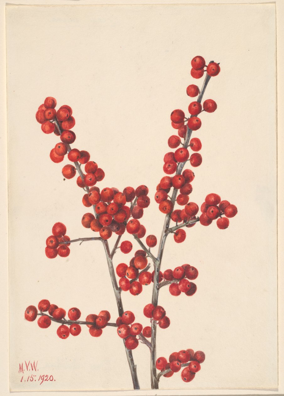Winterberry (Ilex verticillata) da Mary Vaux Walcott