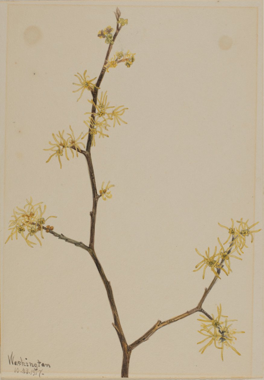 Amamelide (Hamamelis virginiana) da Mary Vaux Walcott