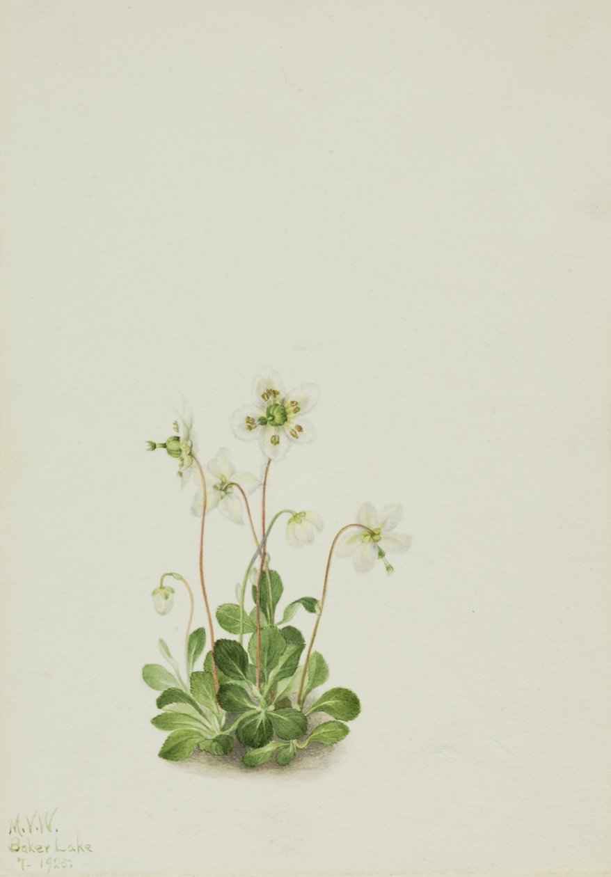 Ninfa dei boschi (Moneses uniflora) da Mary Vaux Walcott