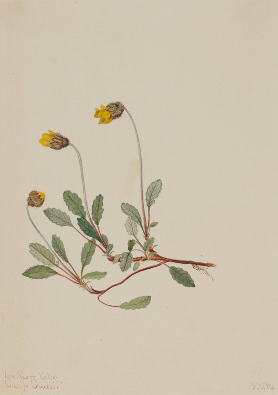 Driade gialla (Dryas drummondii) da Mary Vaux Walcott
