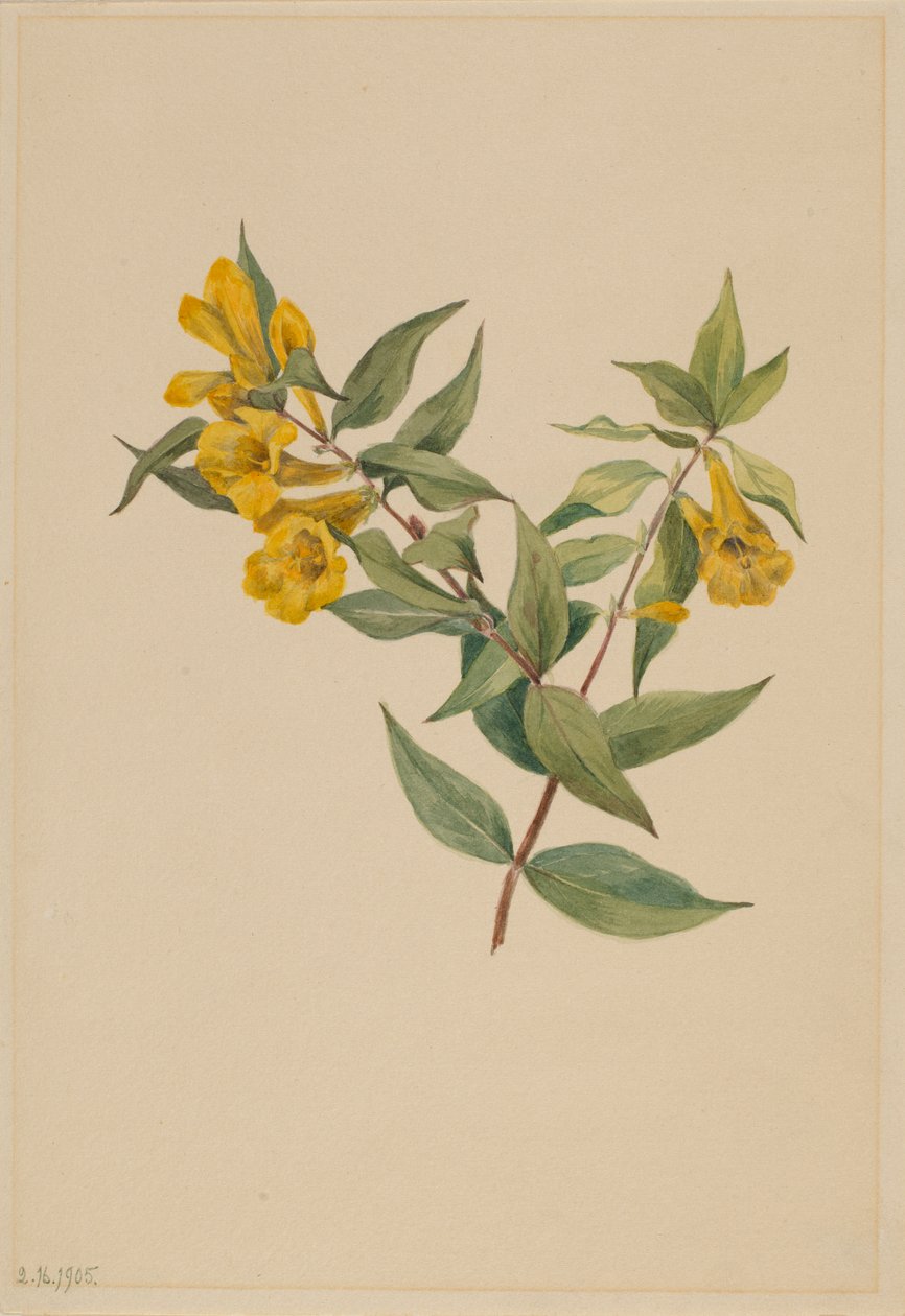 Gelsomino giallo (Gelsemium sempervirens) da Mary Vaux Walcott