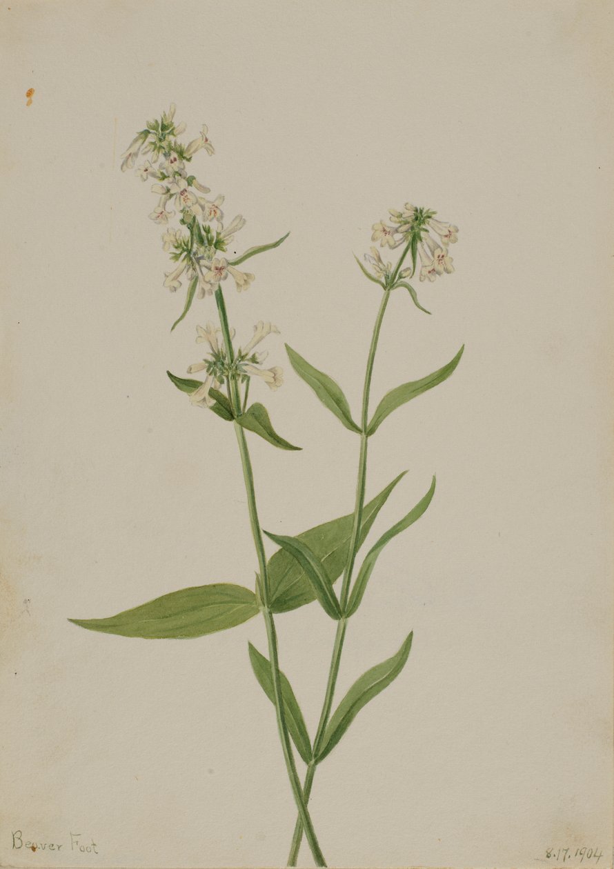 Pentstemon giallo (Pentstemon confertus) da Mary Vaux Walcott