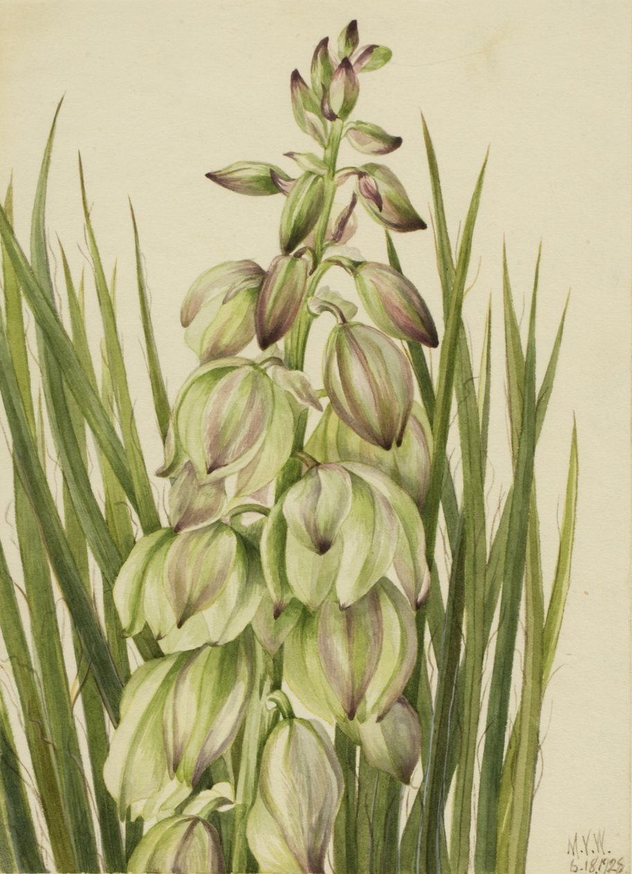 Yucca da Mary Vaux Walcott