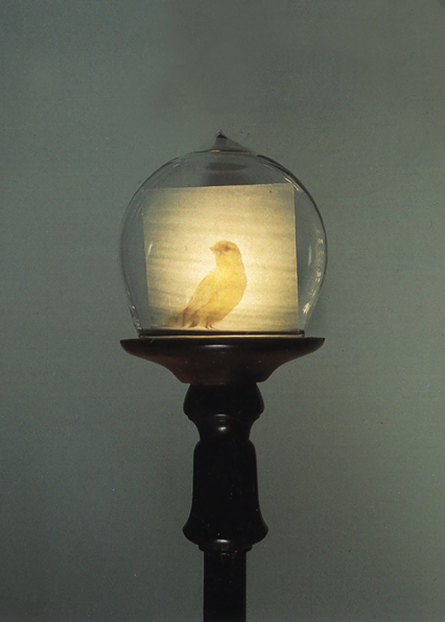 Antico da Mat Collishaw
