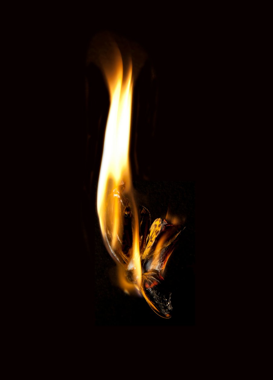 Burning Butterfly 2, 2013 (stampa Lambda) da Mat Collishaw