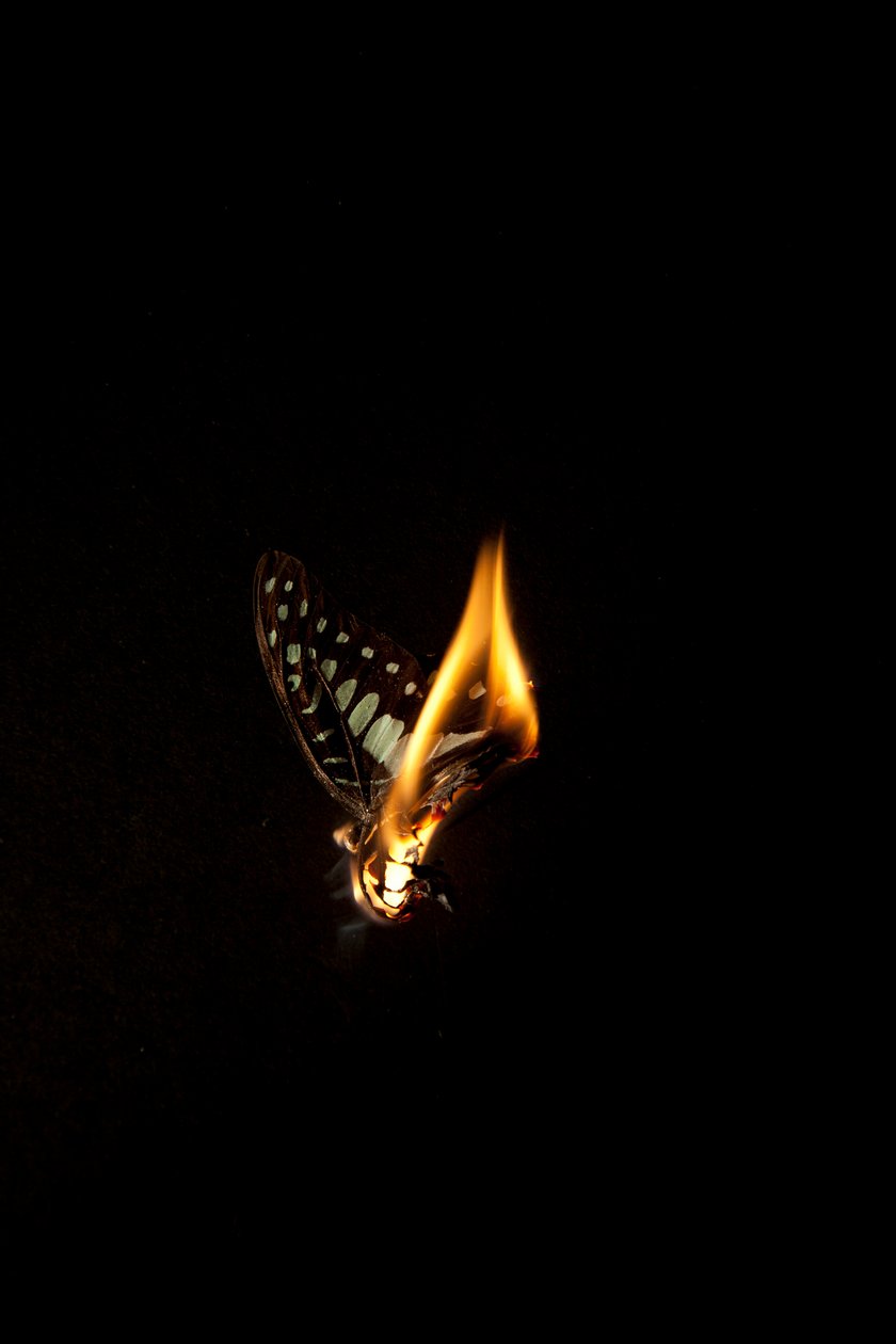 Burning Butterfly 2, 2013 (stampa Lambda) da Mat Collishaw