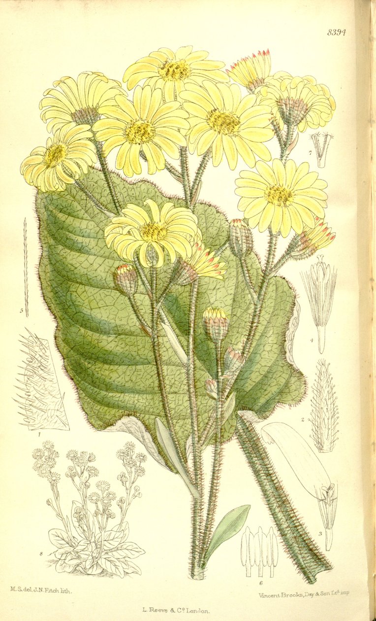 Senecio saxifragoides da Matilda Smith