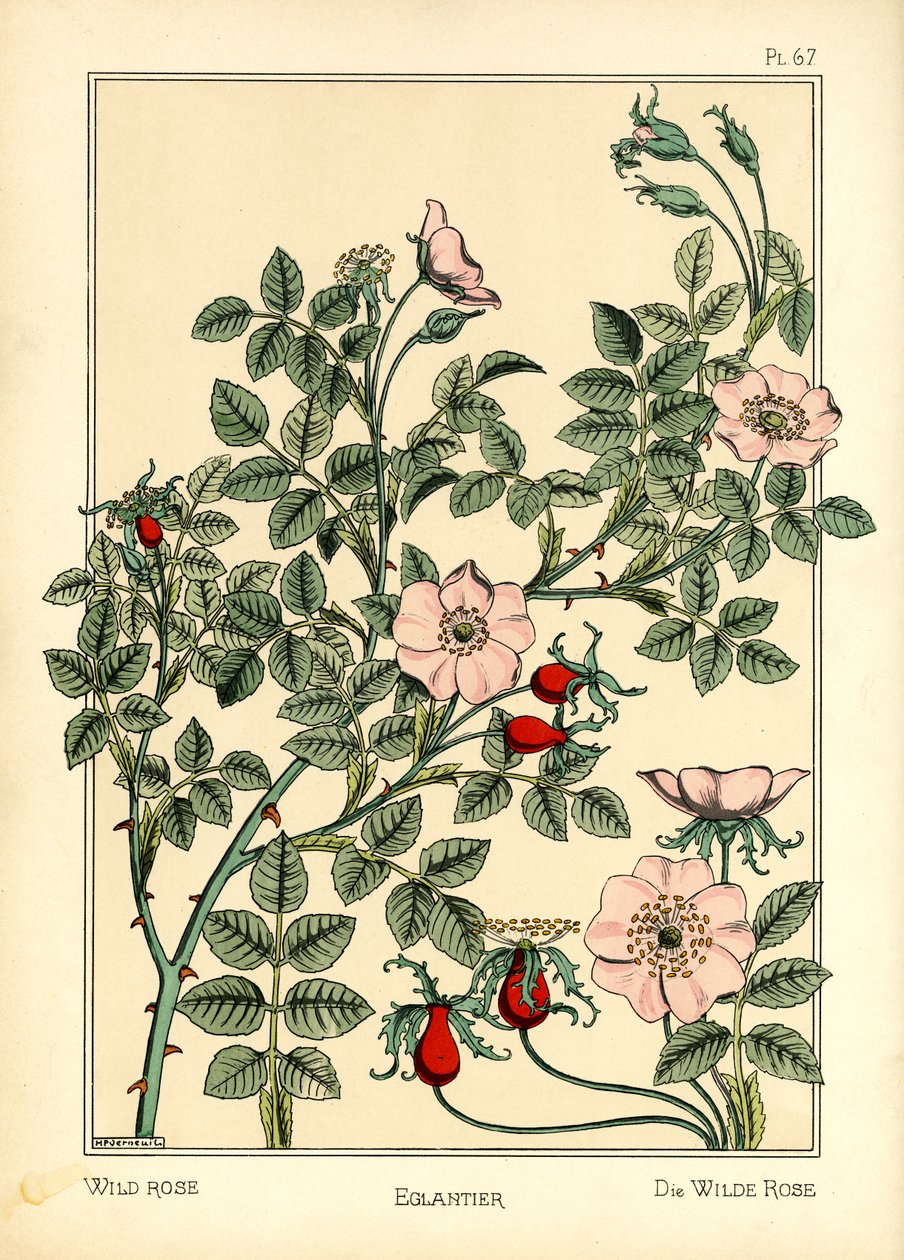 La rosa selvatica da Maurice Pillard Verneuil