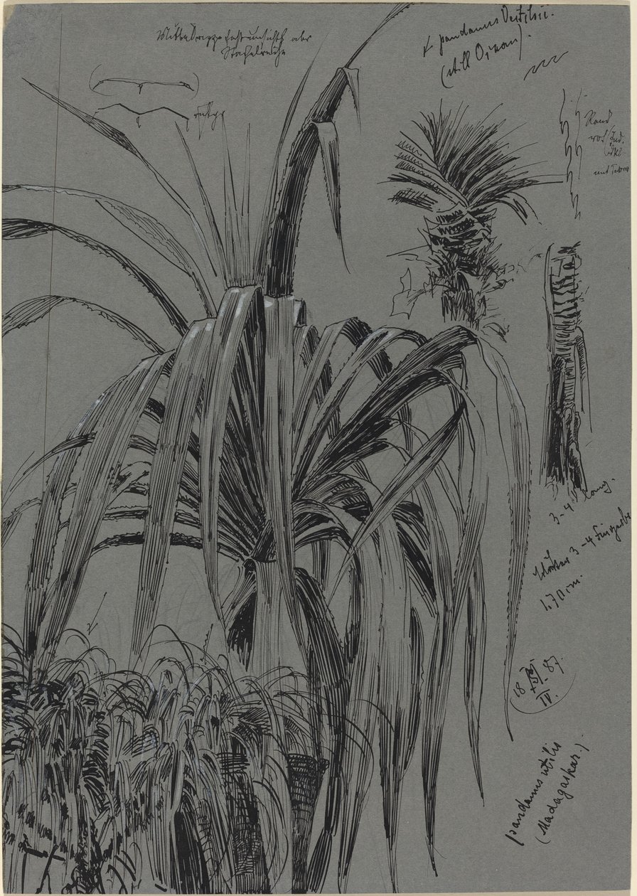 Studi di Pandani dal Madagascar da Max Seliger