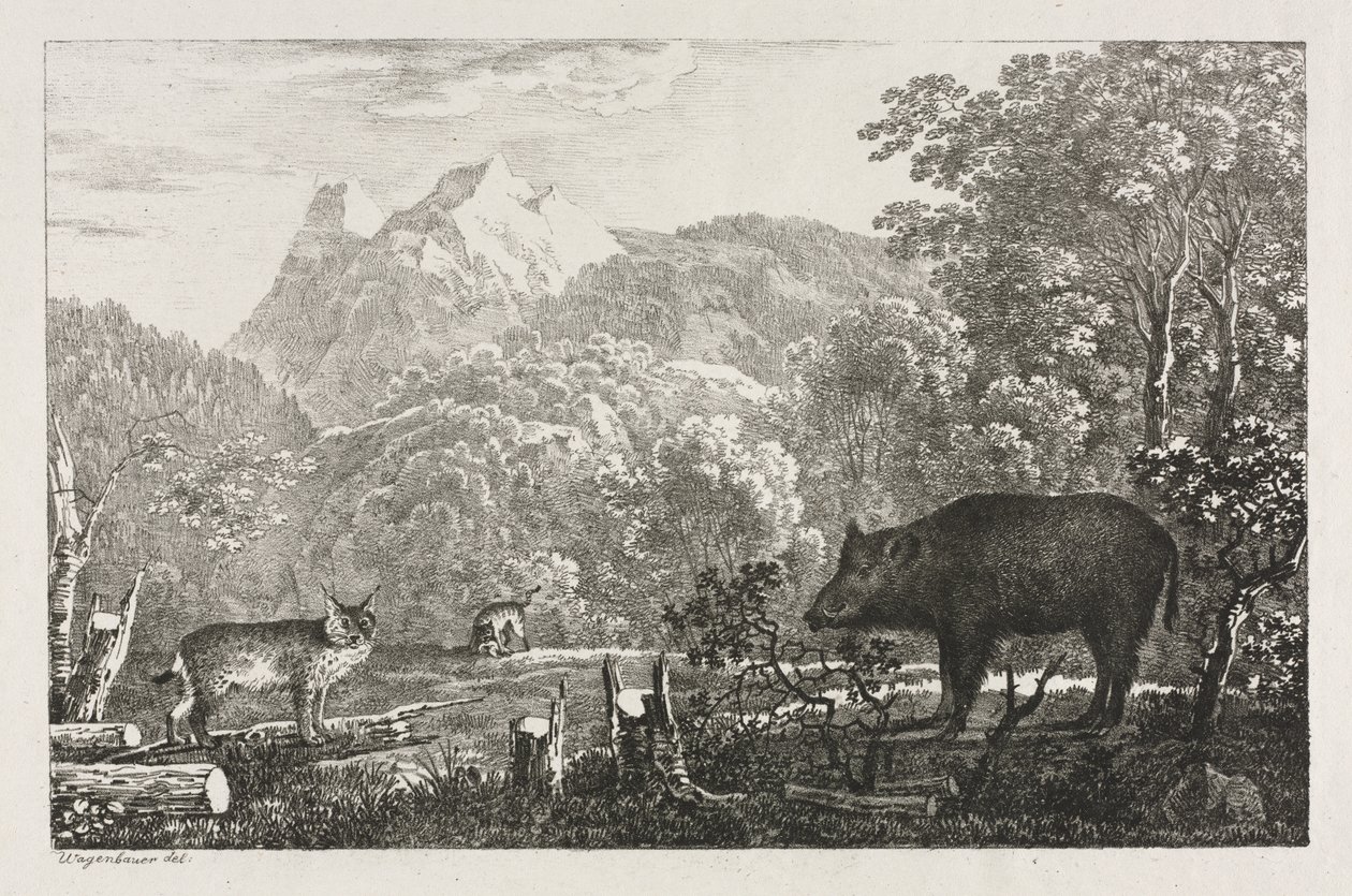 Cinghiale, Gatto Selvatico e Lince da Maximilian Josef Wagenbauer