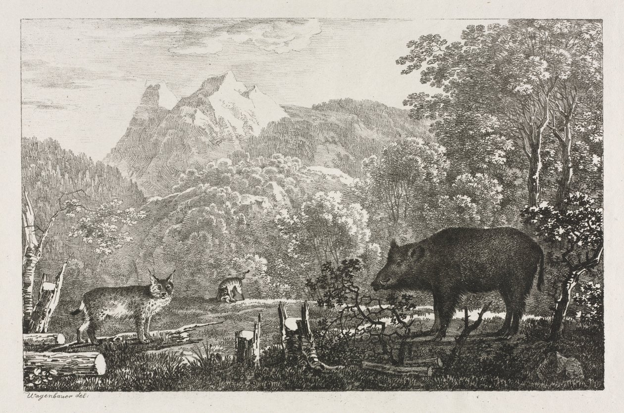 Cinghiale, gatto selvatico e lince, 1807 da Maximilian Josef Wagenbauer