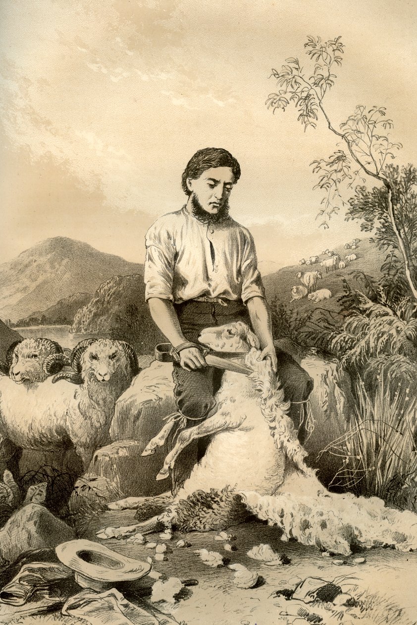 Tosatura delle pecore da McFarlane and Erskine