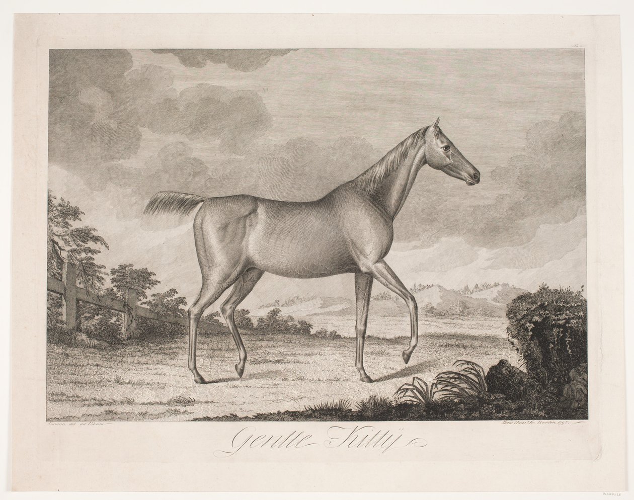 Il cavallo "Gentle Kitty" da Meno Haas