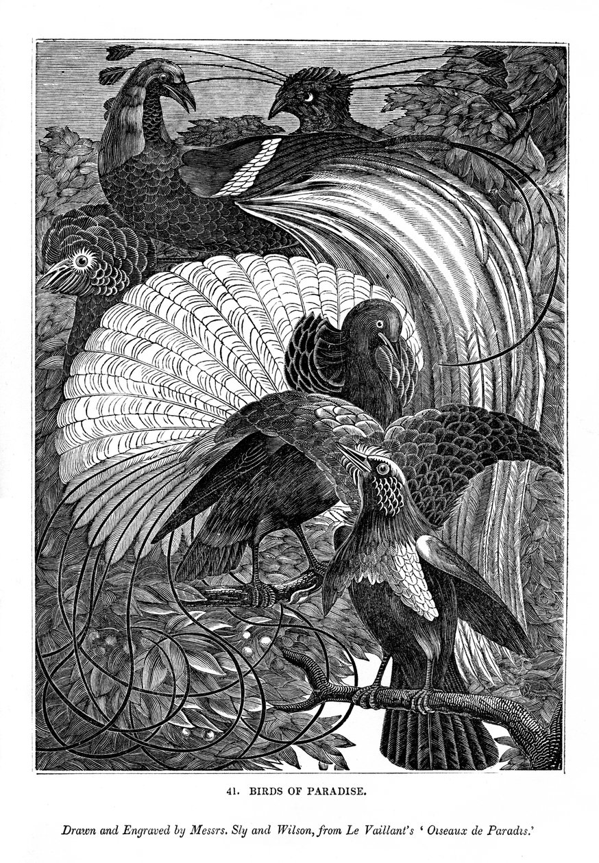 Uccelli del paradiso da Messrs Sly and Wilson
