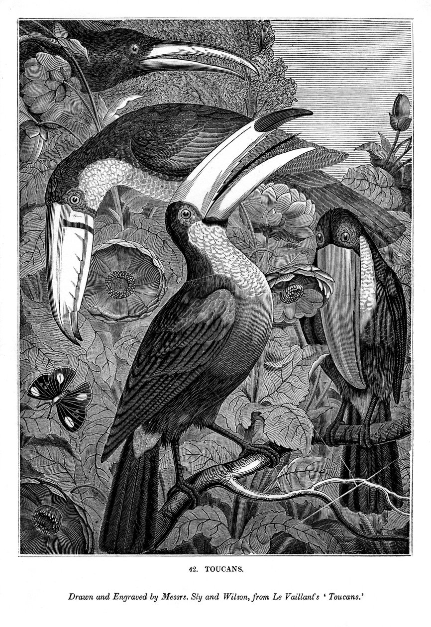 Tucani, c1770-1820 1843 da Messrs Sly and Wilson