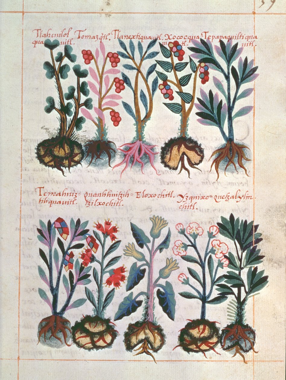 Piante medicinali da Mexican School