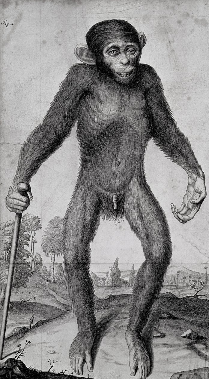 Scimpanzé, 1699 da Michael van der Gucht