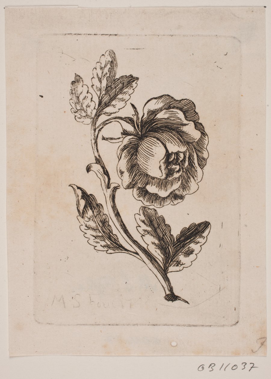 Una rosa da Michael Fosie