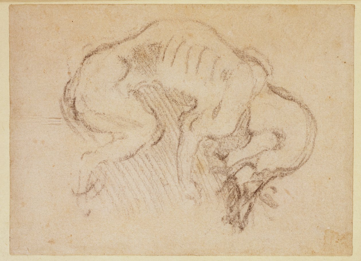 Studio di un cane da Michelangelo Buonarroti
