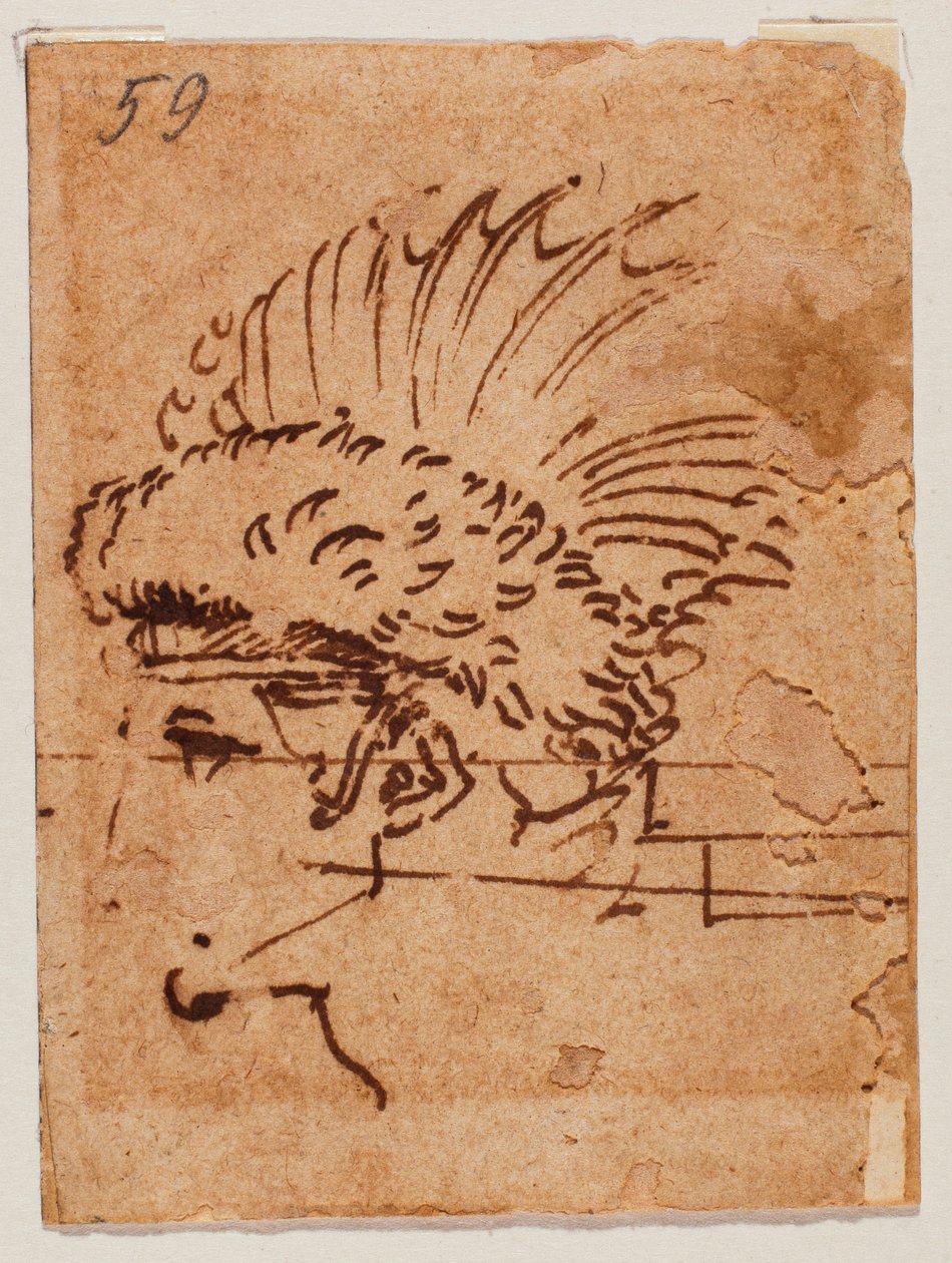 Testa crestata da Michelangelo Buonarroti
