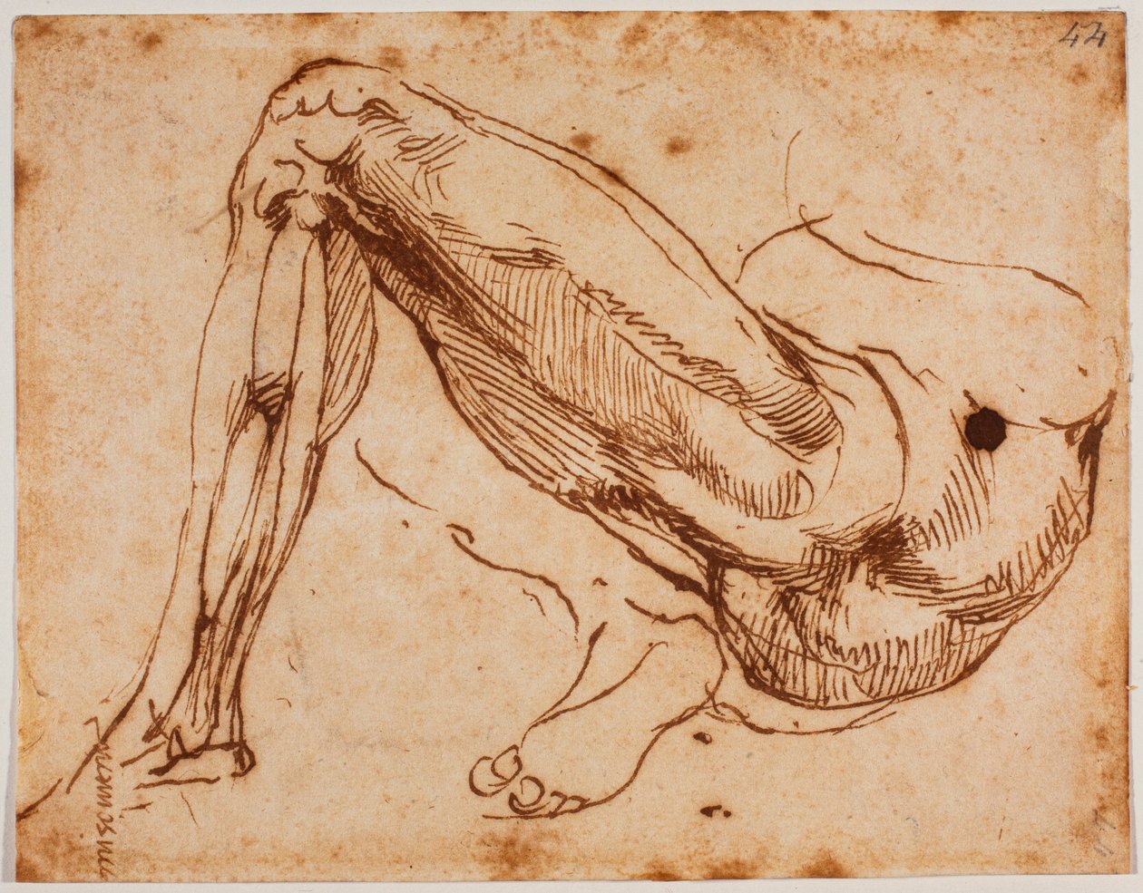 Studio delle gambe da Michelangelo Buonarroti