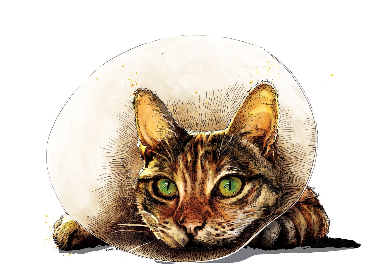 Gatto di Pronta Guarigione su Bianco, 2020 da Mike Davis