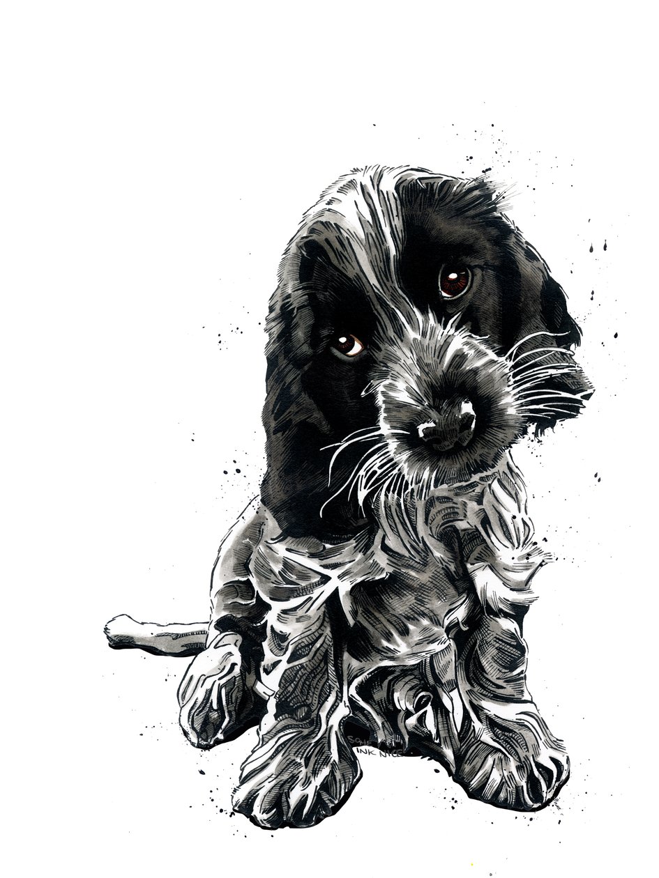 Rosie il cocker spaniel su bianco, 2019 da Mike Davis