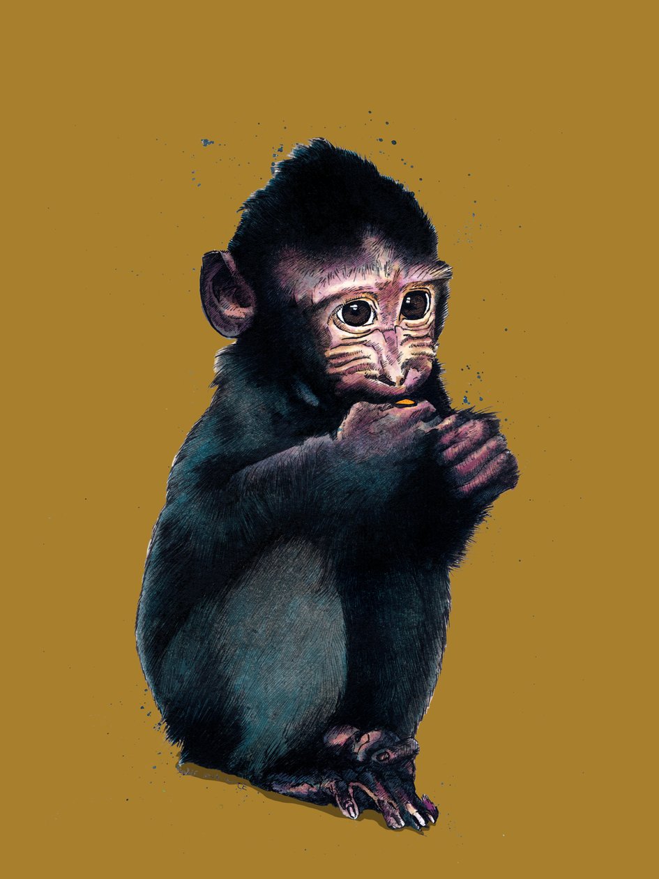 Il cucciolo di macaco su giallo dorato, 2020 da Mike Davis