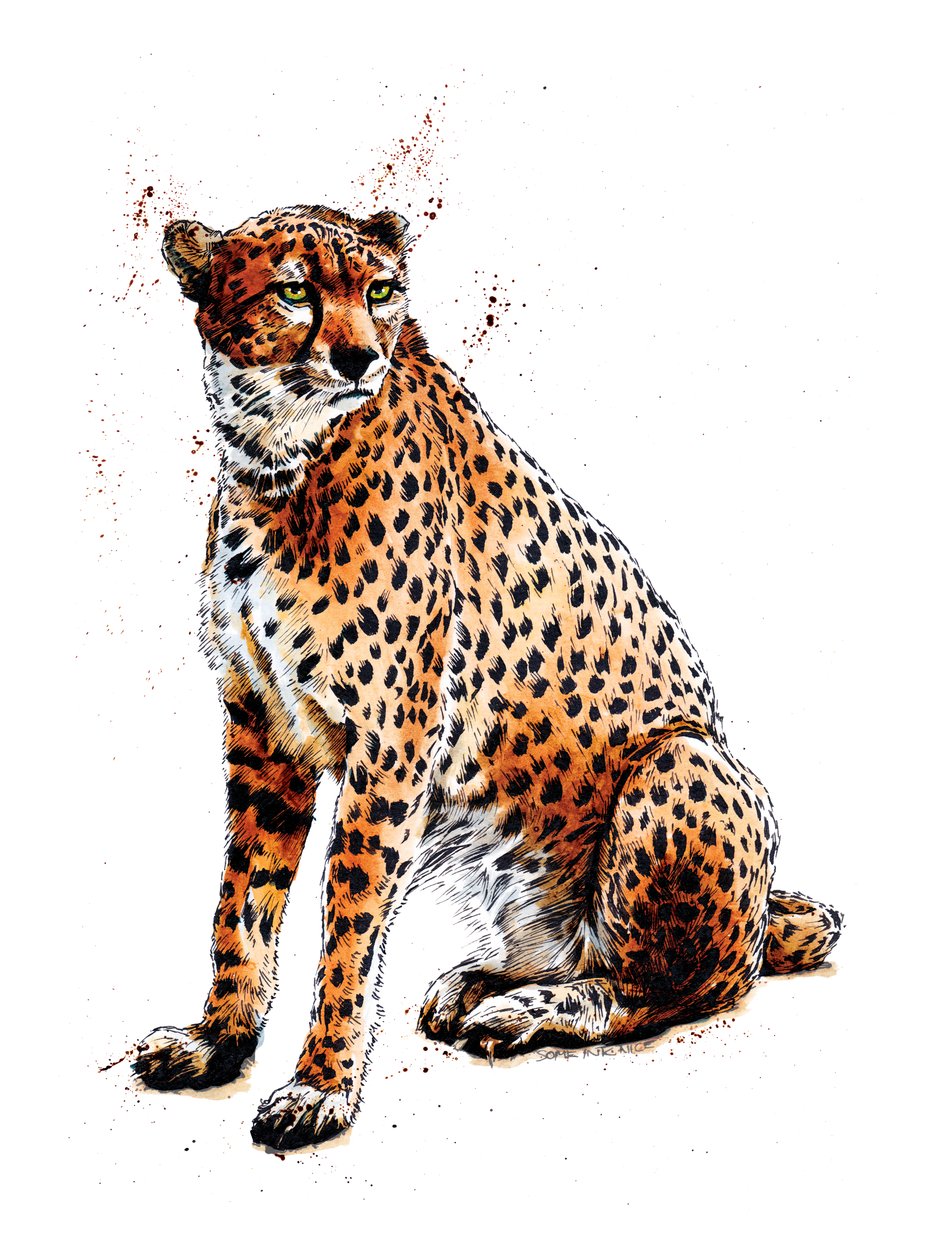 Il ghepardo su bianco da Mike Davis