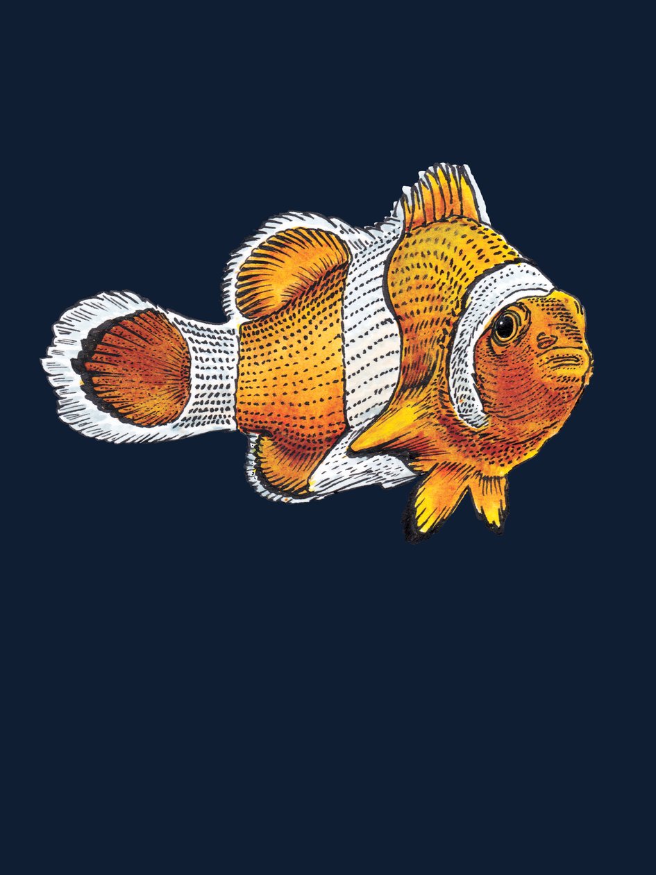 Il pesce pagliaccio su blu notte, 2022 da Mike Davis